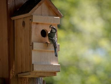 Nest & Bird Boxes